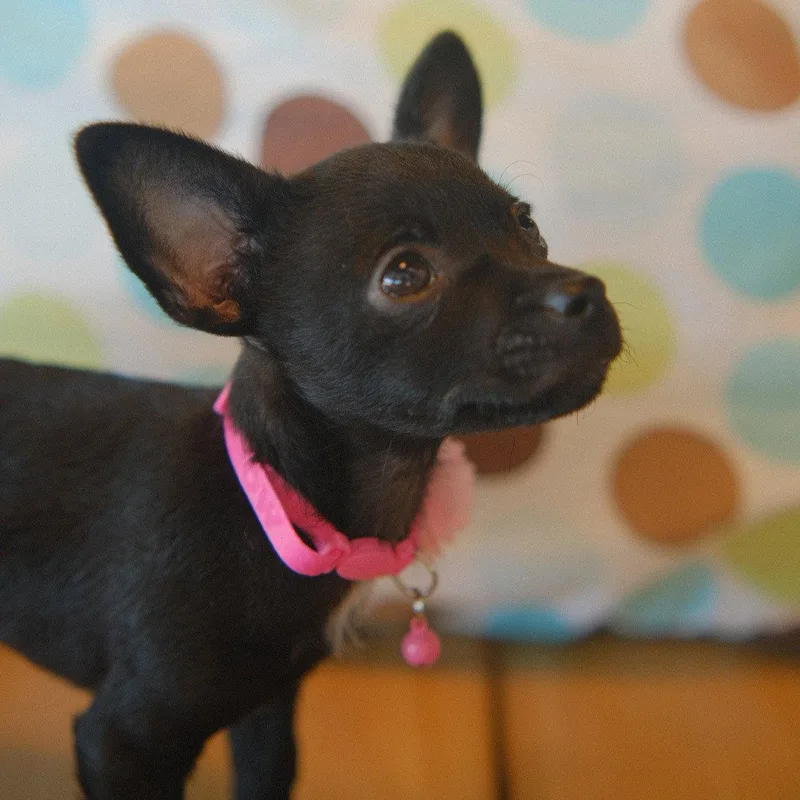Emmie thumbnail 3
