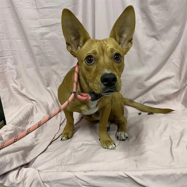 A young small-sized male Dachshund dog named A for adoption in Modesto, CA