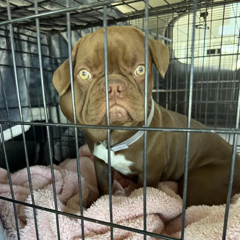 A young small-sized female French Bulldog dog named Shirley A for adoption in Mission Hills, CA