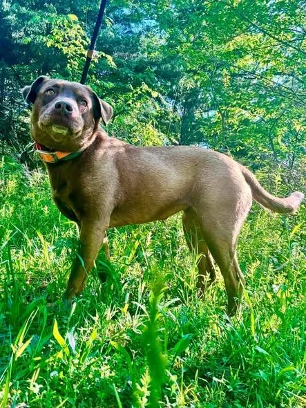 An adult medium-sized female Chocolate Labrador Retriever dog named Juju Or June for adoption in Waverly, TN