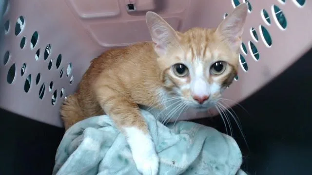 An adult medium-sized male Domestic Short Hair cat named Shiloh for adoption in Downey, CA