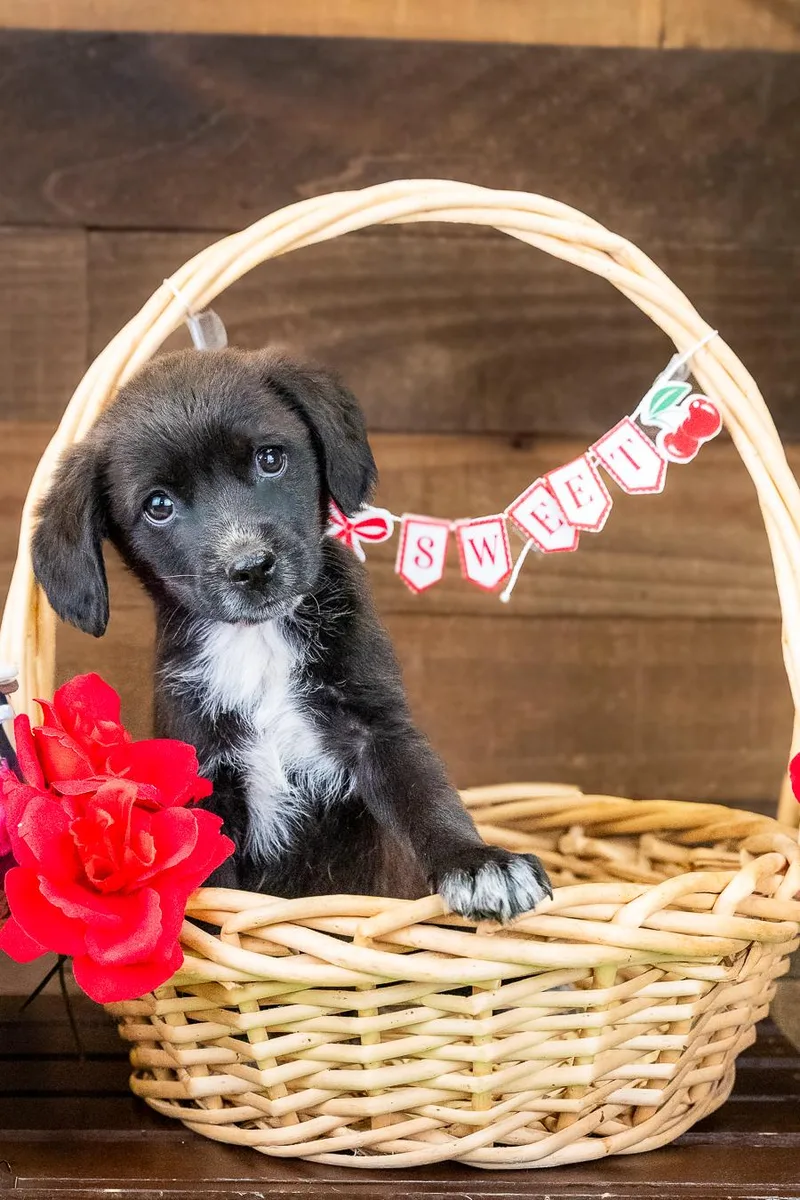 A baby medium-sized male Australian Cattle Dog / Blue Heeler dog named 485-26 for adoption in Brighton, CO