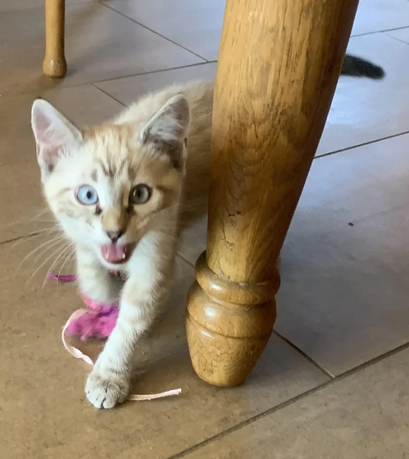 A baby medium-sized male Siamese cat named Nutter A Handsome for adoption in Prescott, AZ