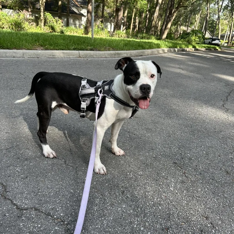 An adult medium-sized male White / Cream Mixed Breed dog named Clint for adoption in Gainesville, FL