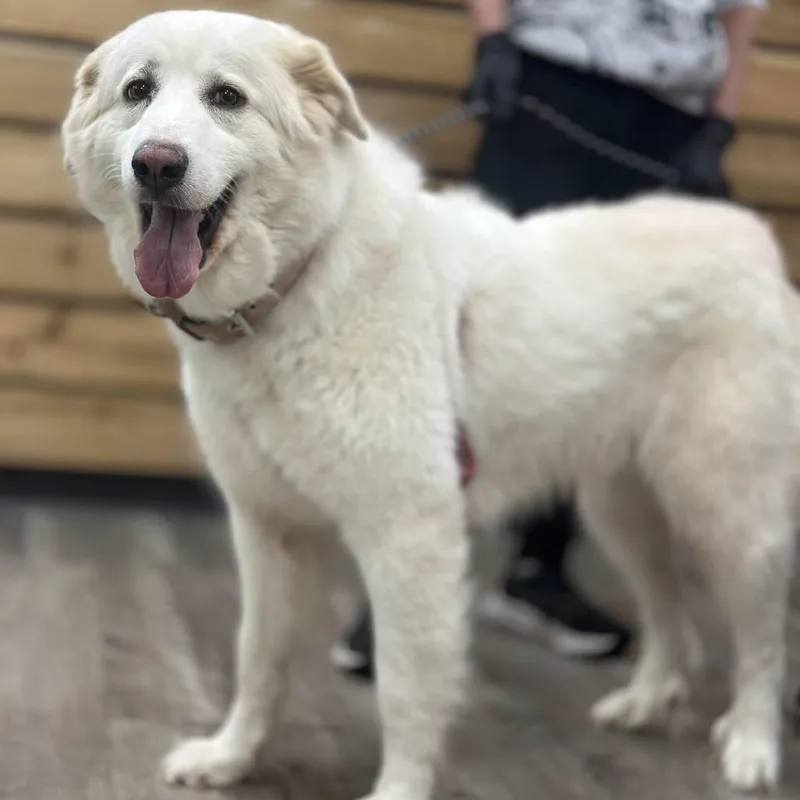 An adult large-sized female White / Cream Great Pyrenees dog named Snow for adoption in Wadena, MN