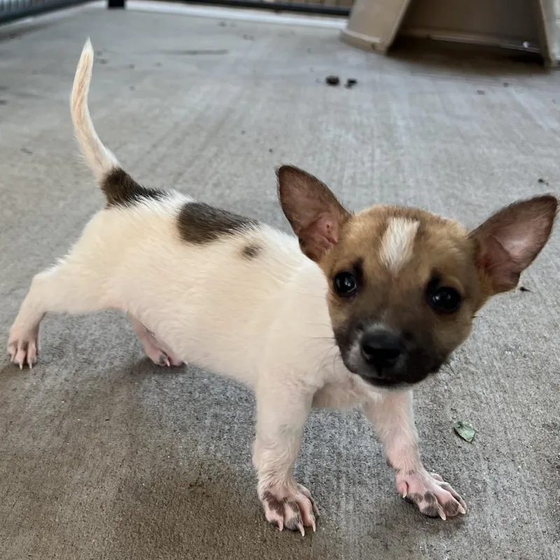 A baby small-sized male White / Cream Mixed Breed dog named Nothing for adoption in Moab, UT