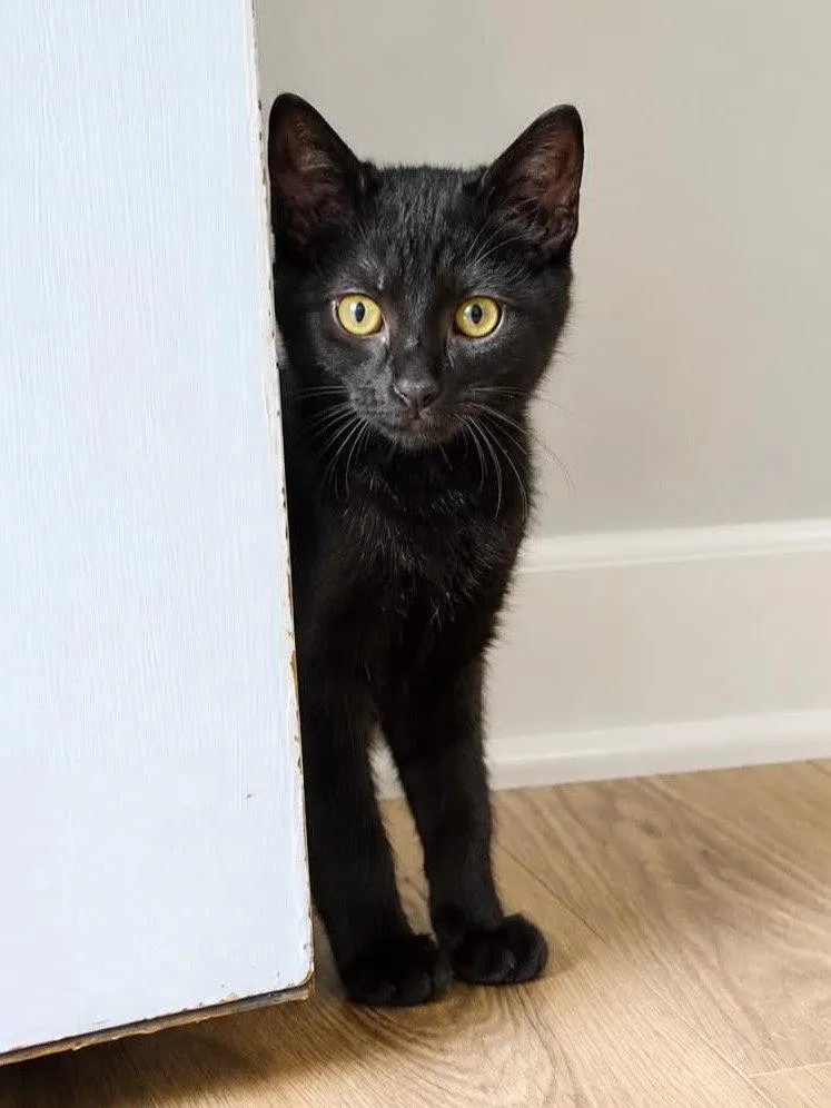 A baby small-sized female Domestic Short Hair cat named Rhodey  MEET ME for adoption in Cookeville, TN