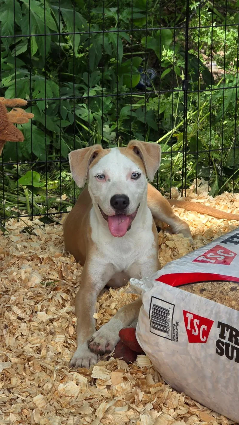 A baby medium-sized male Mixed Breed dog named Zeke for adoption in Rock Hill, NY