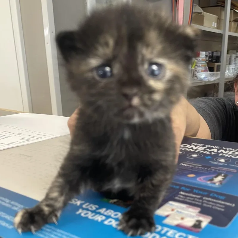 A baby small-sized female Domestic Short Hair cat named Bitsy for adoption in Green Forest, AR