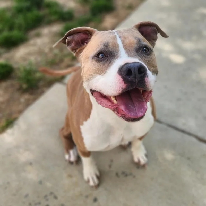 An adult large-sized male White / Cream Pit Bull Terrier dog named Dank for adoption in Stanley, VA