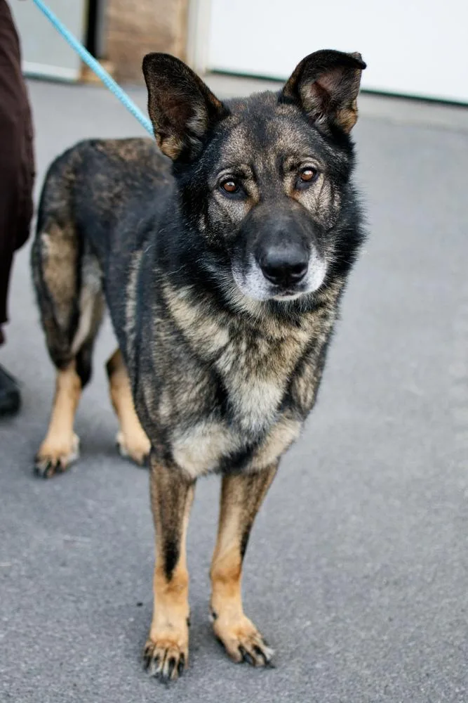 An adult large-sized male Brown / Chocolate Pumi dog named Vader for adoption in Frankfort, NY