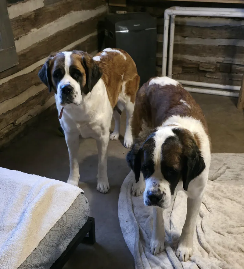 An adult large-sized female Saint Bernard dog named Ruby for adoption in Dittmer, MO
