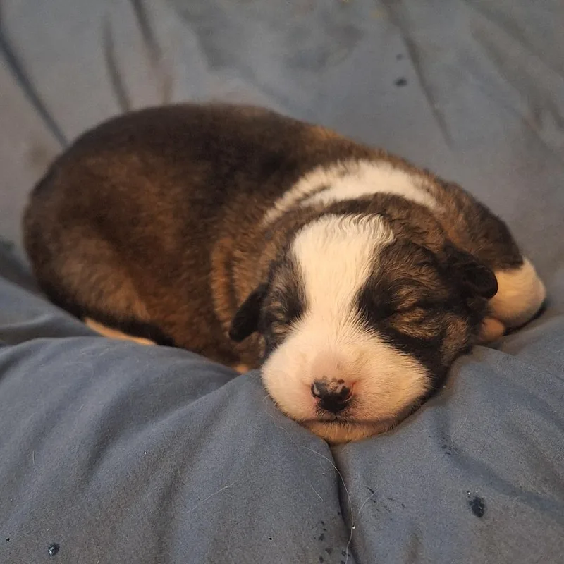 Hungry Howie thumbnail 2