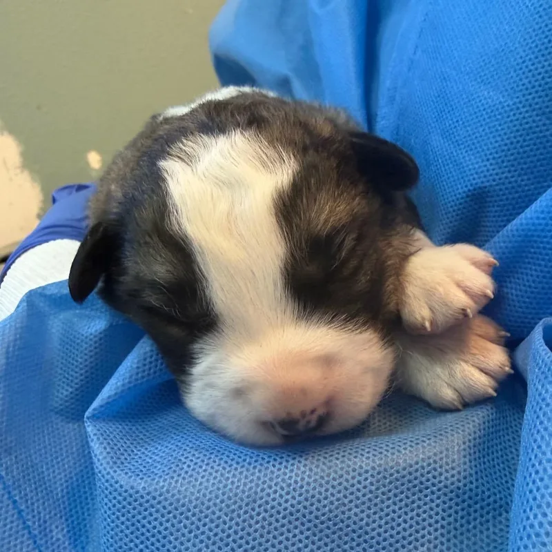 Hungry Howie thumbnail 3