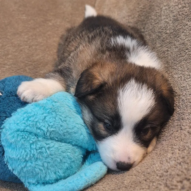 Hungry Howie thumbnail 4