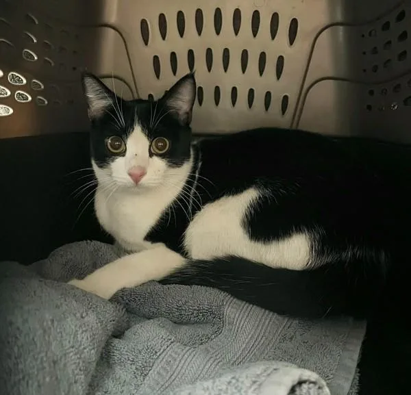 A young small-sized female Domestic Short Hair cat named Bella for adoption in San Diego, CA