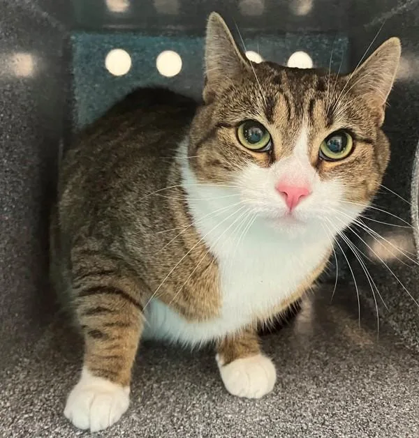 An adult medium-sized female Domestic Short Hair cat named Ike for adoption in Staten Island, NY