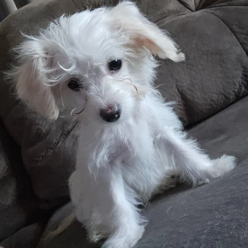 A baby small-sized male Terrier dog named Marshmallow for adoption in Blacksburg, VA