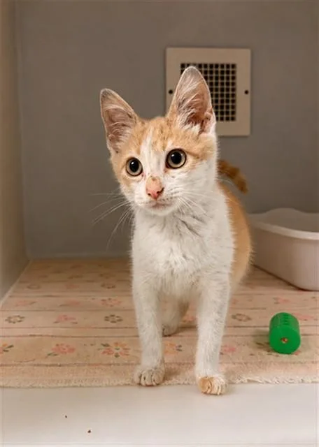 A baby medium-sized male Domestic Short Hair cat named Creamsicle for adoption in Statesville, NC