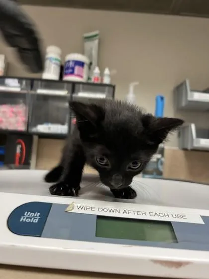 A baby small-sized female Domestic Short Hair cat named Katniss for adoption in Farmers Branch, TX