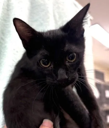 A baby small-sized female Domestic Short Hair cat named Julia Stiles for adoption in Honolulu, HI