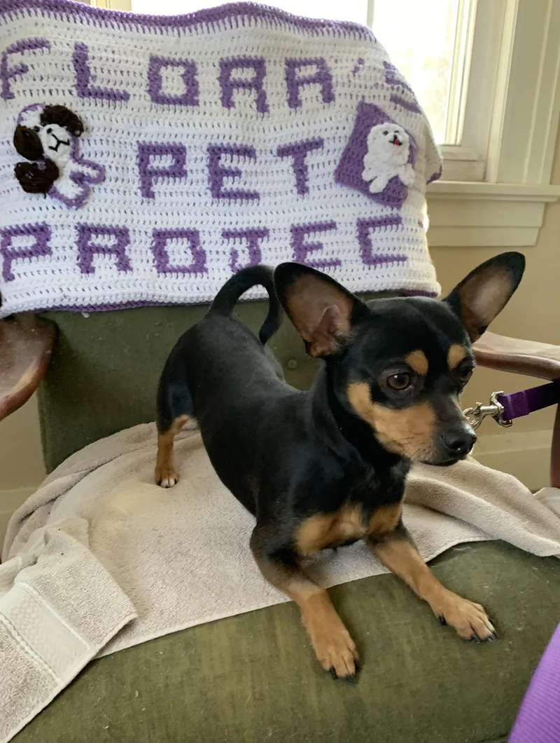 A young small-sized male Dachshund dog named Rusty for adoption in Naugatuck, CT