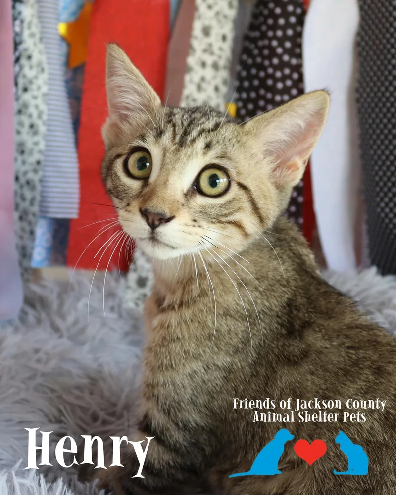A baby small-sized male Tabby (Brown / Chocolate) Domestic Short Hair cat named Henry for adoption in Ocean Springs, MS