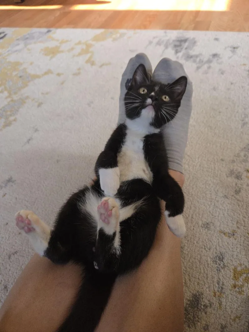 A baby medium-sized male Black & White / Tuxedo Domestic Short Hair cat named Davy Jones for adoption in Royal Oak, MI