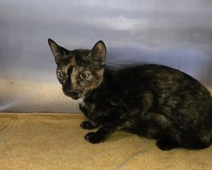 An adult small-sized female Domestic Short Hair cat named Harlow for adoption in Gainesville, FL