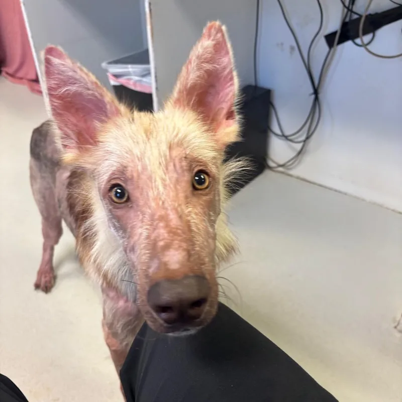 An adult medium-sized male Yellow / Tan / Blond / Fawn Mixed Breed dog named Aegon for adoption in Lake Jackson, TX