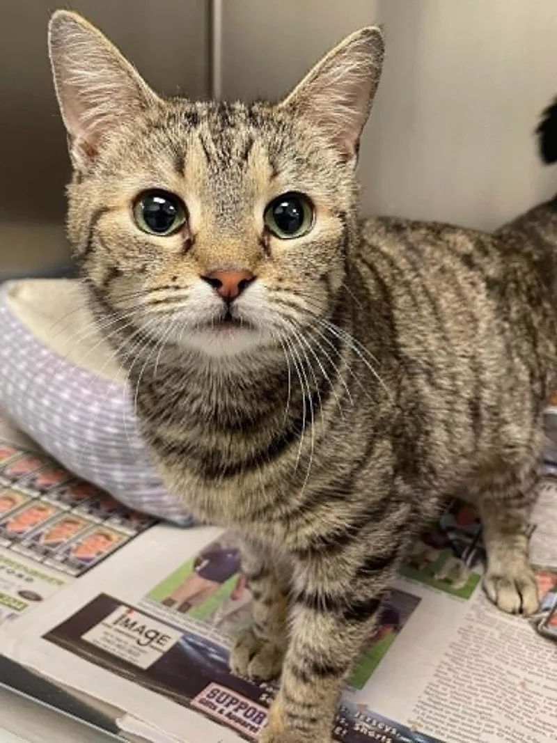 An adult medium-sized female Domestic Short Hair cat named Pandora for adoption in Covington, VA