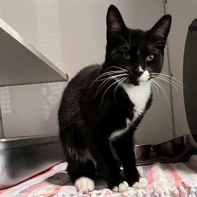 A young medium-sized female Domestic Short Hair cat named Claire for adoption in Methuen, MA