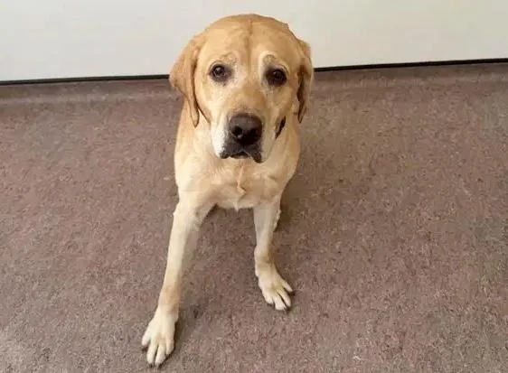 An adult large-sized male Golden Retriever dog named Brick for adoption in Saint Louis, MO