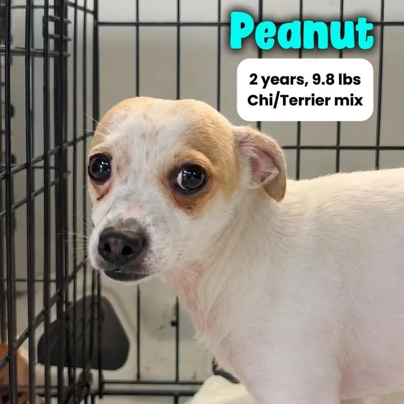 Peanut