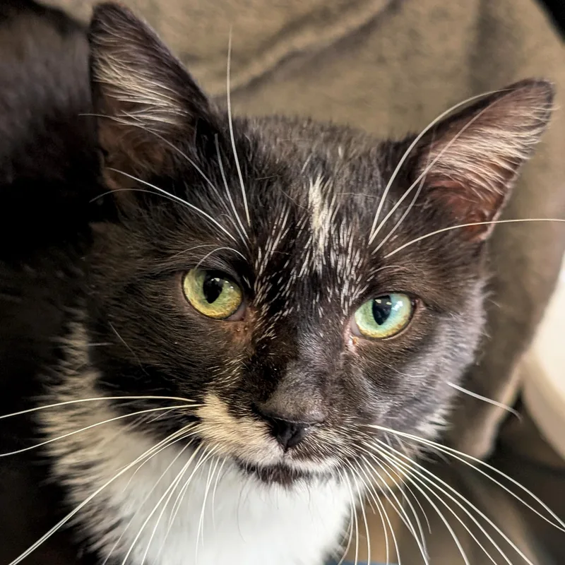 An adult medium-sized male Black & White / Tuxedo Domestic Short Hair cat named Sausage Link for adoption in Jefferson, WI