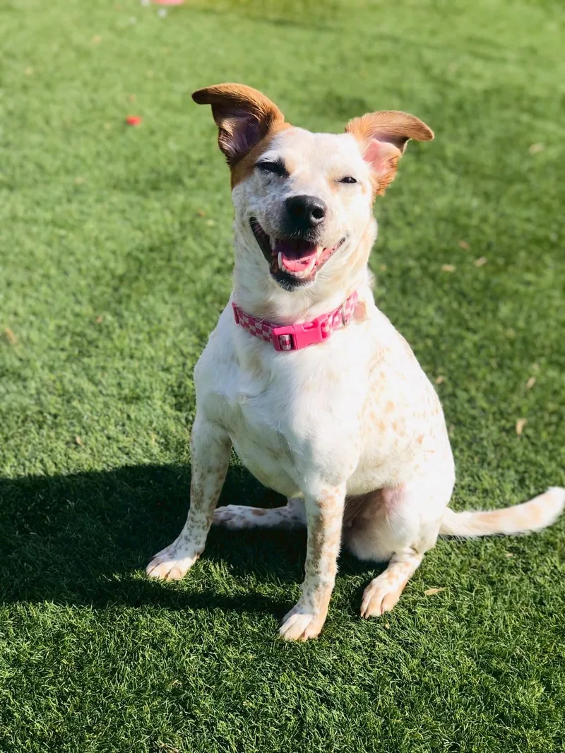 Angel Ann thumbnail 6