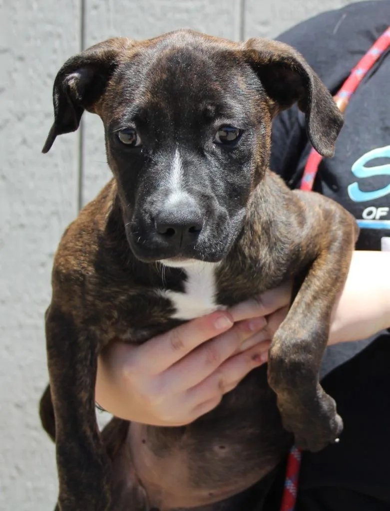 A baby medium-sized female Pit Bull Terrier dog named Mya for adoption in Vacaville, CA