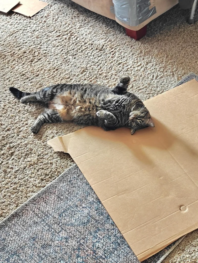 An adult medium-sized female Tabby (Brown / Chocolate) Tabby cat named Minnie for adoption in Wadsworth, IL