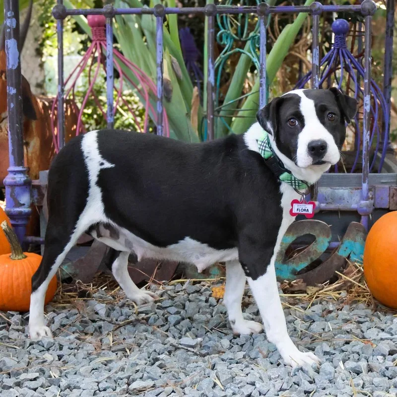 An adult medium-sized female Pit Bull Terrier dog named Flora for adoption in Wake Forest, NC