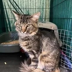 An adult medium-sized male Tabby (Brown / Chocolate) Domestic Medium Hair cat named Cole for adoption in Gardnerville, NV
