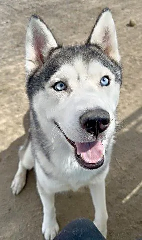 Harry Houdini URGENT