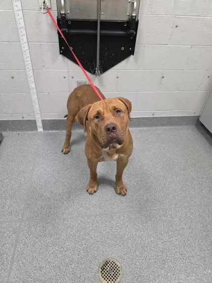 An adult extra large-sized male Mixed Breed dog named Notorious Big for adoption in Sevierville, TN