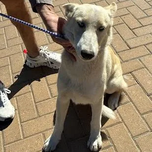 A young medium-sized female White / Cream German Shepherd Dog named Swoop for adoption in Austin, TX