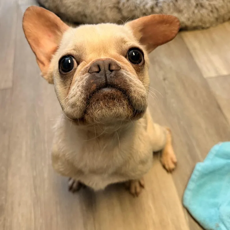 An adult small-sized female French Bulldog dog named Babybel for adoption in Newark, NJ