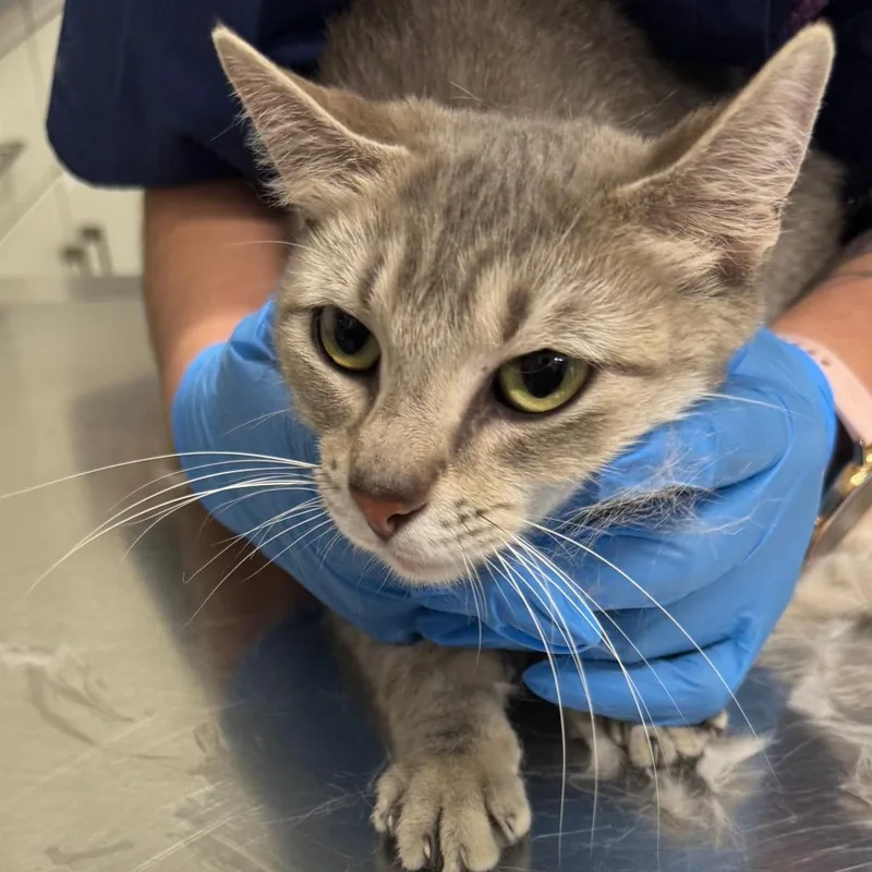 An adult medium-sized female Gray / Blue / Silver Domestic Short Hair cat named Brazil for adoption in Matteson, IL