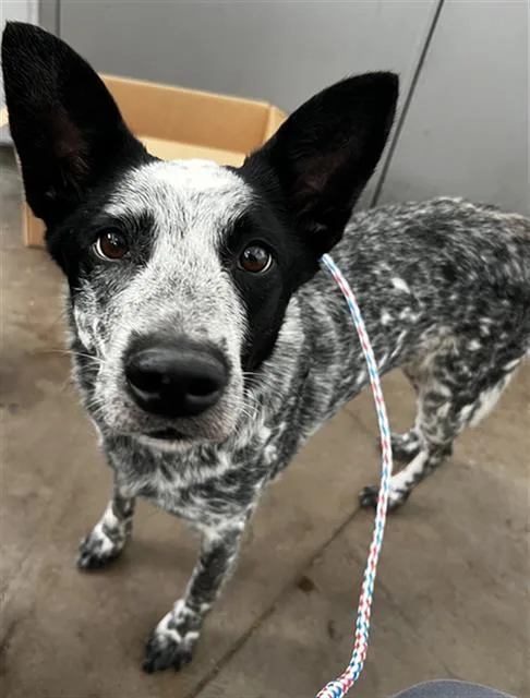 An adult large-sized female Mixed Breed dog named Shadow for adoption in Dallas, TX