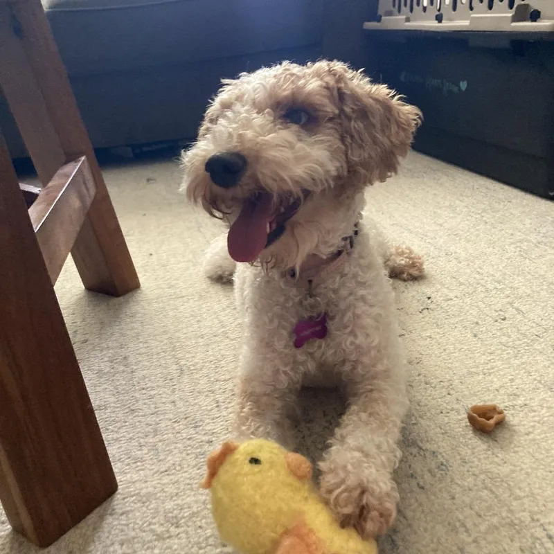 An adult small-sized female Miniature Poodle dog named Lunicera for adoption in Crystal, MN