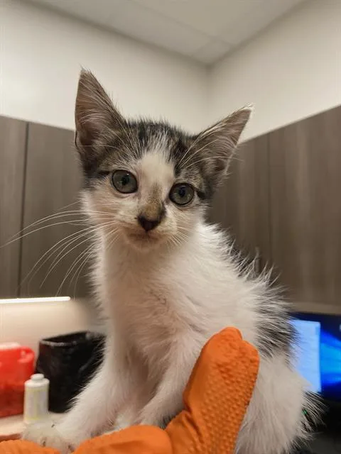 A baby small-sized female Domestic Short Hair cat named Pepsi for adoption in Baytown, TX