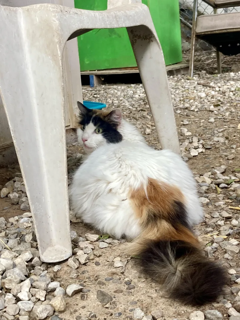 An adult medium-sized female White Domestic Long Hair cat named Miss May for adoption in Roswell, NM