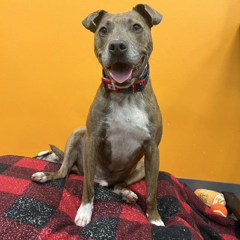 An adult medium-sized male Brindle Mixed Breed dog named Moose for adoption in Cape Girardeau, MO